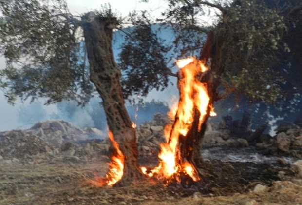 burning-trees